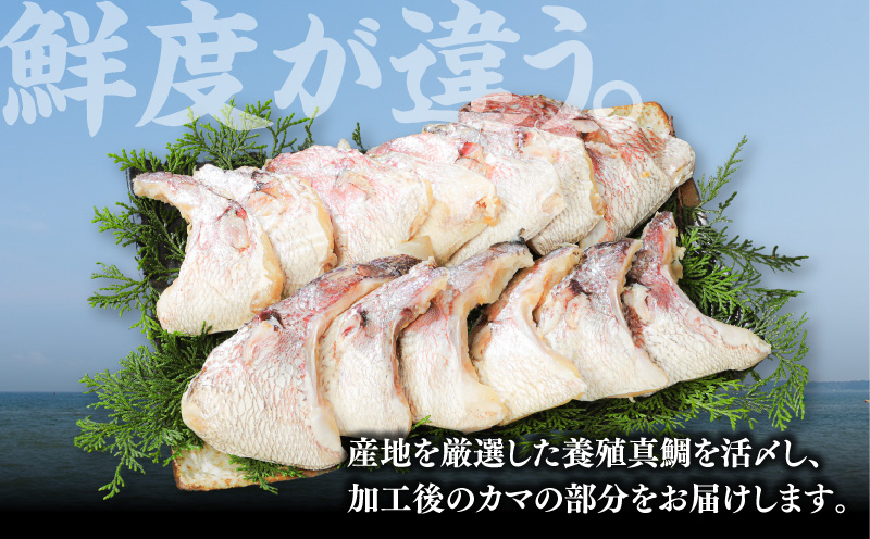 新鮮真鯛カマ干物 （約1kg）　M079-011-03