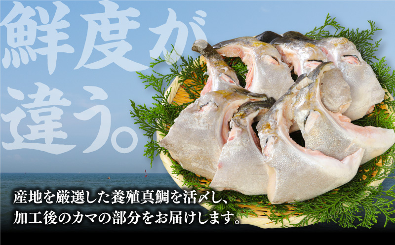 新鮮カンパチ カマ 約1kg　M079-012-01