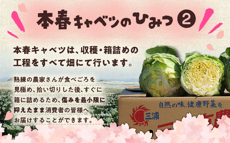 甘ーくてふわふわ柔らかな三浦の本春（ホンパル）キャベツ 8玉セット！　M109-001