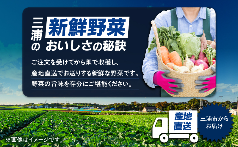 おいしさを全力に 三浦の野菜満杯セット（冬）　M109-002-01