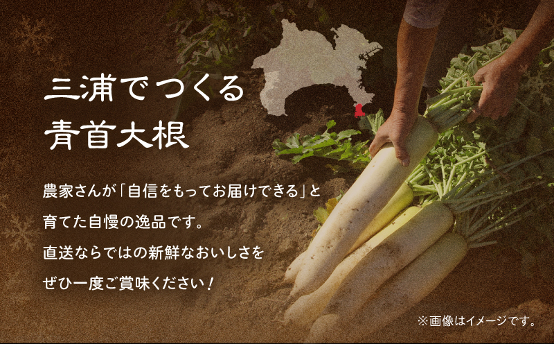 神奈川県三浦市産青首大根 8本　M109-011