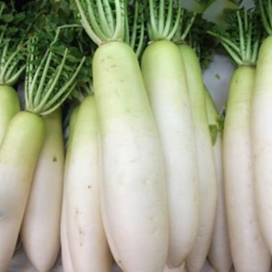 有機肥料で育てたキャベツと大根セット　M002-003