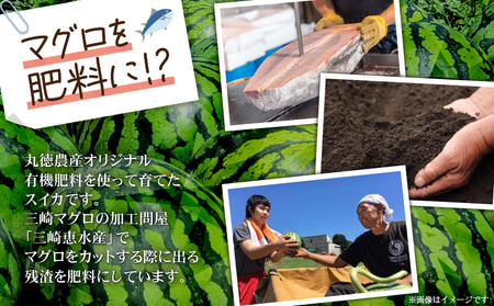 有機肥料で育てた大玉スイカ【赤い彗星】（2個入り）　M002-004