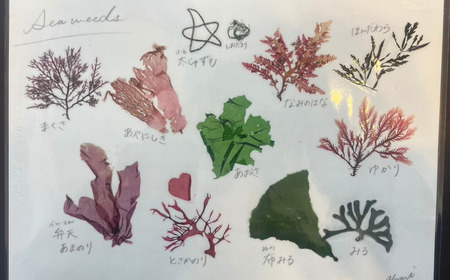 海から出たゴミを利用したシーボーンアート 海藻アート作り体験　M064-007