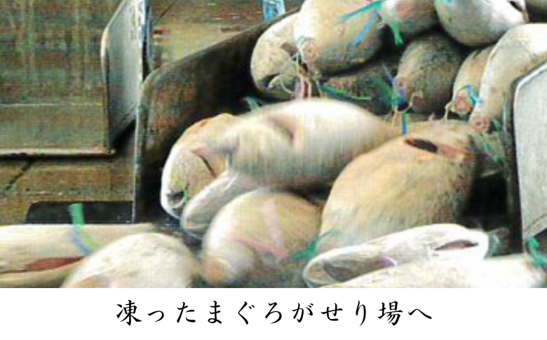 三崎マグロ 卸問屋カネシメの本鮪 中トロ 600g　M070-005