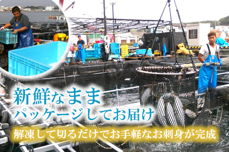 【高鮮度】鮮魚活〆シマアジお刺身セット　M079-003