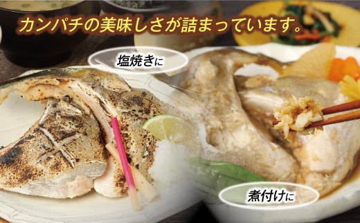 新鮮カンパチ カマ干物 約2kg　M079-012-04