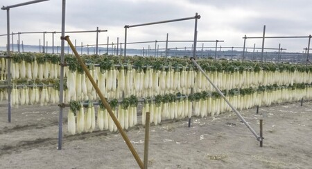 【期間限定・数量限定】三浦のたくあん「まいるど」（大樽18リットル容器入り）　M080-003-02