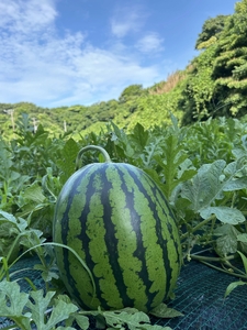 【糖度12度以上】シャリッと甘い三浦の大玉スイカ まつりばやし11 羅王 3L 7～8kgを2玉　M107-002-03