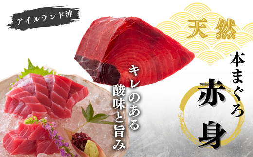 【年末・正月用/12月28日お届け】天然 本まぐろ お祝い寿セット 中トロ200g 赤身200g 迎春 三崎まぐろ 三崎恵水産　M020-021-01