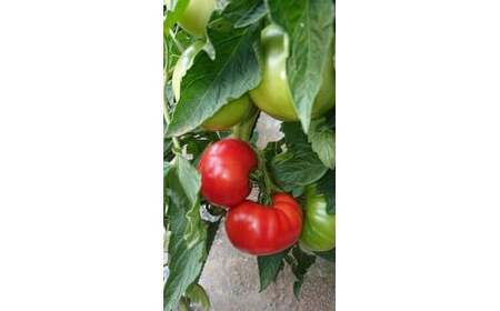 1度飲んだらやみつき！トマトジュース　M001-005