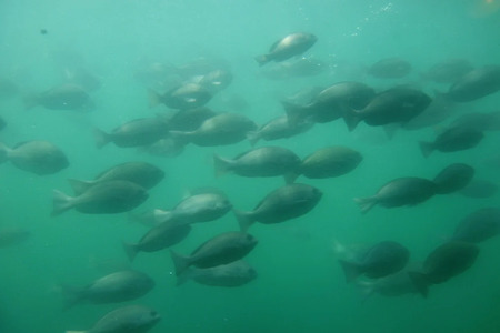 水中観光船にじいろさかな号乗船券ペアチケット＋【三崎港うらり】手ぶらでBBQ機材貸出ペアチケット　M033-005