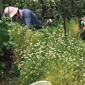 至福のハーブティタイムを…　M035-001