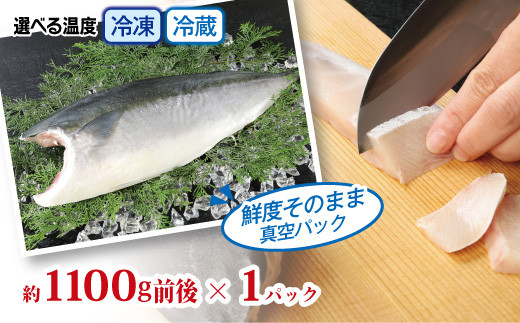 活〆新鮮ぶりフィレ 1枚（半身）　M079-010-01