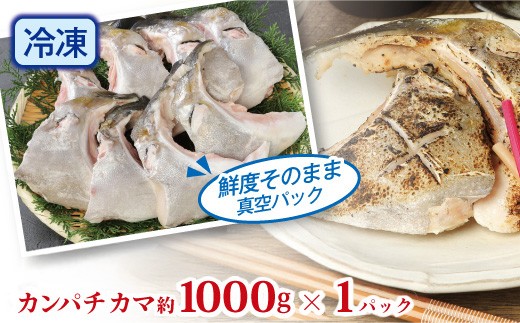 新鮮カンパチ カマ 約1kg　M079-012-01