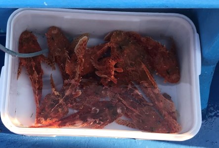 【つり船】三崎港えいあん丸 貸切乗船プラン【手ぶらで釣り船】（10名様まで乗船可能）　M083-003