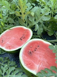 【糖度12度以上】シャリッと甘い三浦の大玉スイカ まつりばやし11 羅王 2L 6～7kgを2玉　M107-002-04