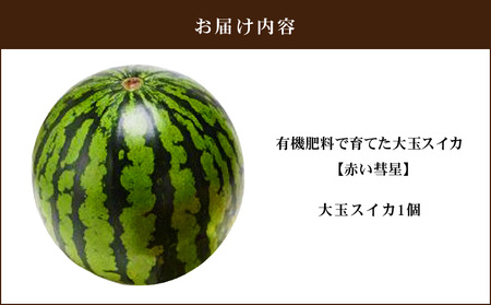 有機肥料で育てた大玉スイカ【赤い彗星】（1個入り）　M002-007