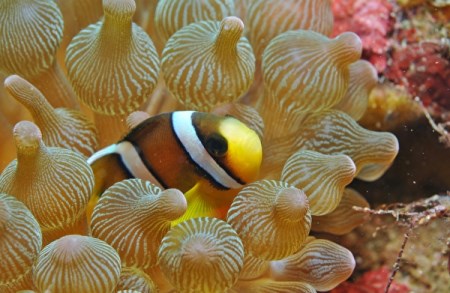 三浦半島城ケ島の海で体験ダイビング　M064-001