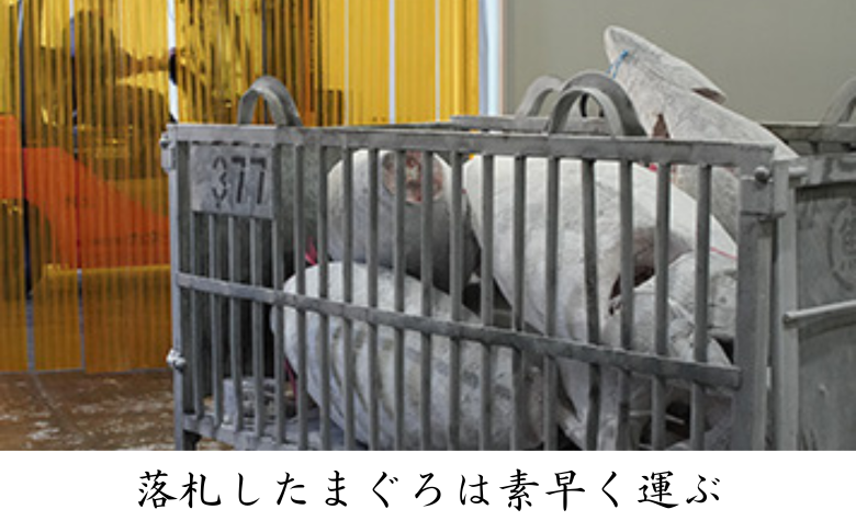 三崎マグロ 卸問屋カネシメの本鮪 中トロ 600g　M070-005