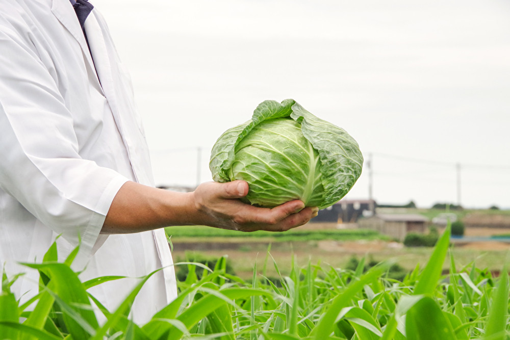 【三浦キャベツのシューアイス】chou chou＜しゅーしゅー＞　M074-001