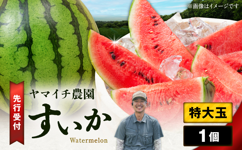 【三浦農家直送】特大玉スイカ（1個入り）　M003-004