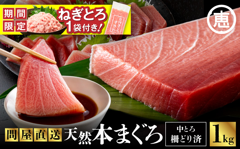 【期間限定 ねぎとろ付き】まぐろ専門の老舗問屋からお届け！とろける！上質 天然本まぐろ中トロ1kg分　M020-012-cp