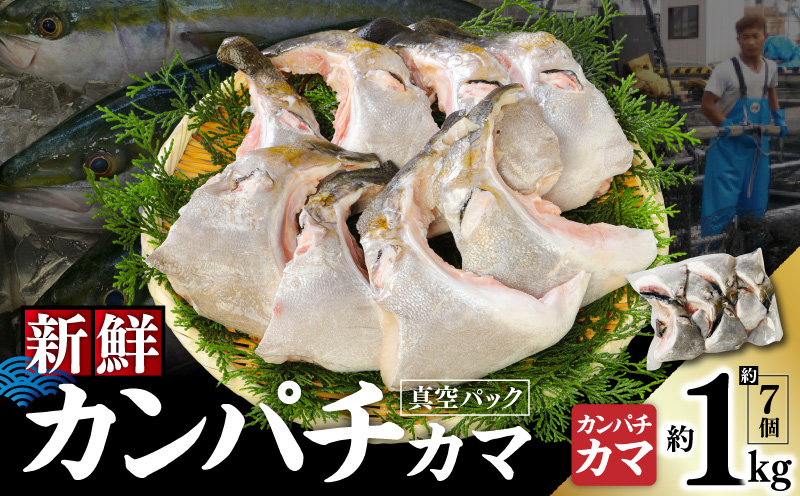 新鮮カンパチ カマ 約1kg　M079-012-01