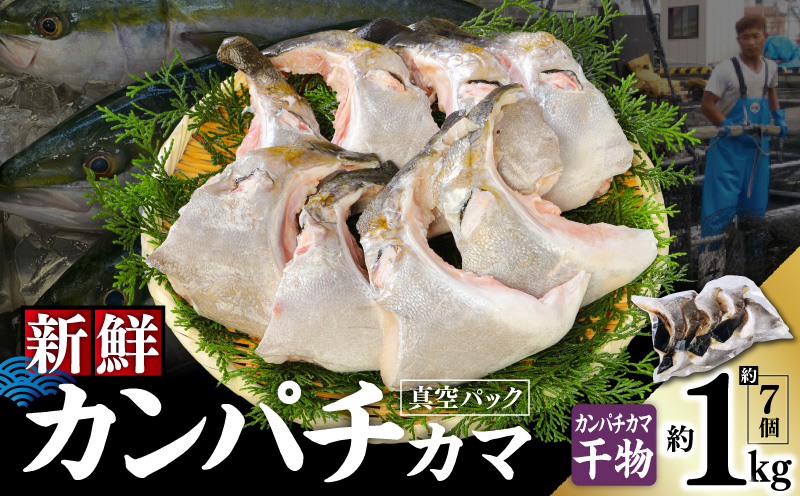 新鮮カンパチ カマ干物 約1kg　M079-012-03