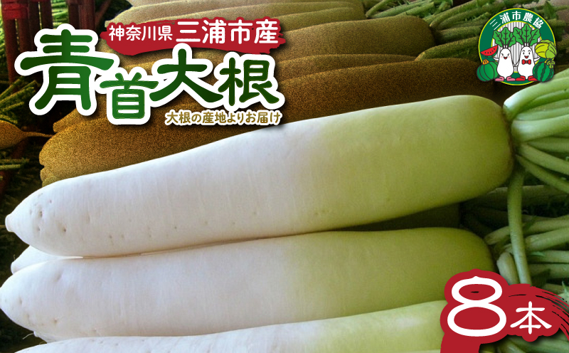 神奈川県三浦市産青首大根 8本　M109-011