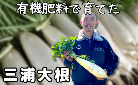 【三浦の特産品！】三浦大根 ※ご入金締切 2025年12月31日まで　M002-002