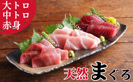 本物の味をお届け！厳選！天然三崎まぐろ大トロ・中トロ・赤身セット　M005-038