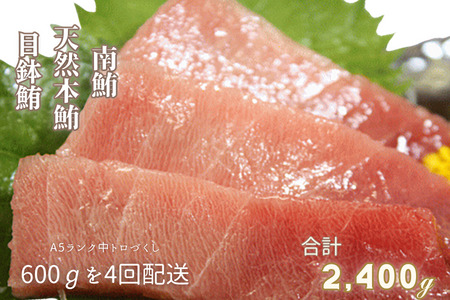 【定期便】中トロづくし＜4回配送＞A5ランク　M005-T03