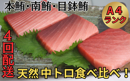 【全4回定期便】中とろづくし A4ランク　M005-T06