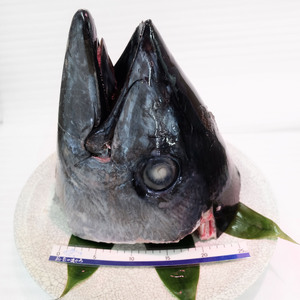 まぐろカブト　M006-011