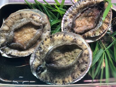 新鮮！天然活あわび ※夏季・秋季限定　M030-013