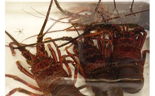 新鮮！天然活伊勢海老！（4匹）　M030-014-02