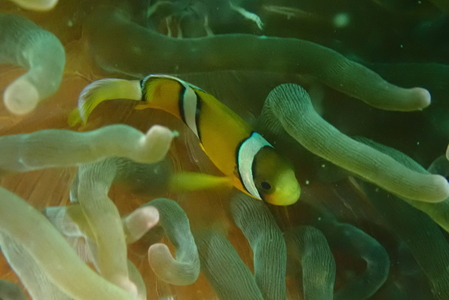 三浦半島城ヶ島でビーチファンダイビング　M064-002