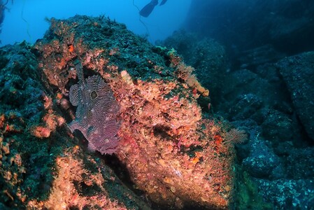 三浦半島城ヶ島でボートファンダイビング　M064-003