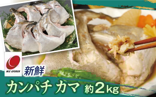 新鮮カンパチ カマ 約2kg　M079-012-02
