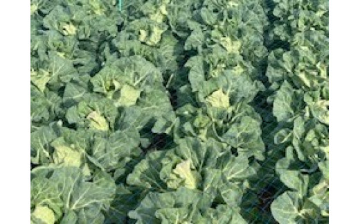 海洋深層水で育った甘くて柔らかい三浦の春キャベツ「金系201」　M107-001