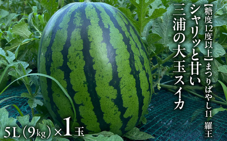 【糖度12度以上】シャリッと甘い三浦の特大玉スイカ まつりばやし11 羅王 5L 9kg以上を1玉　M107-002-01