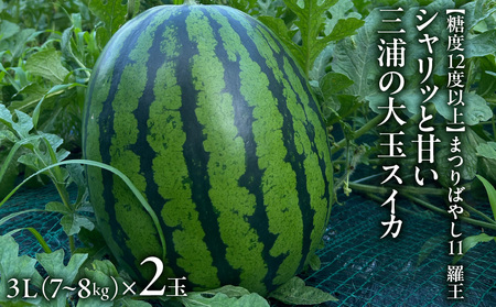【糖度12度以上】シャリッと甘い三浦の大玉スイカ まつりばやし11 羅王 3L 7～8kgを2玉　M107-002-03