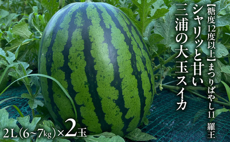 【糖度12度以上】シャリッと甘い三浦の大玉スイカ まつりばやし11 羅王 2L 6～7kgを2玉　M107-002-04