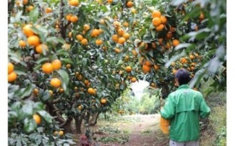 秦野産みかんストレートジュース（6本）