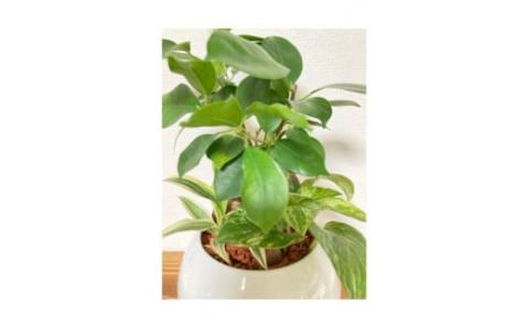 ハイドロカルチャー・寄せ植え（ボール／ホワイト）メイン植物：ガジュマル