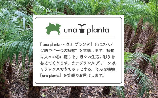 観葉植物 フェニックスロベレニー ロベ 10号（鉢下から葉先まで約H200cm）