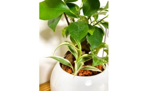 ハイドロカルチャー・寄せ植え（ボール／ホワイト）メイン植物：ガジュマル