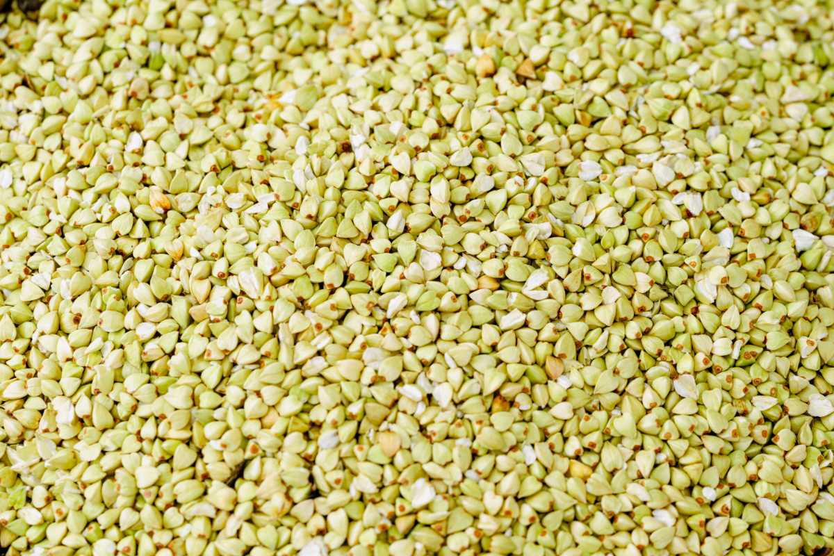 むきたてそばの実