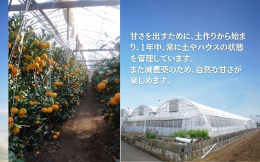 【先行予約！７月以降順次発送】甘いハウスみかん（1.5～5㎏) 1.5kg